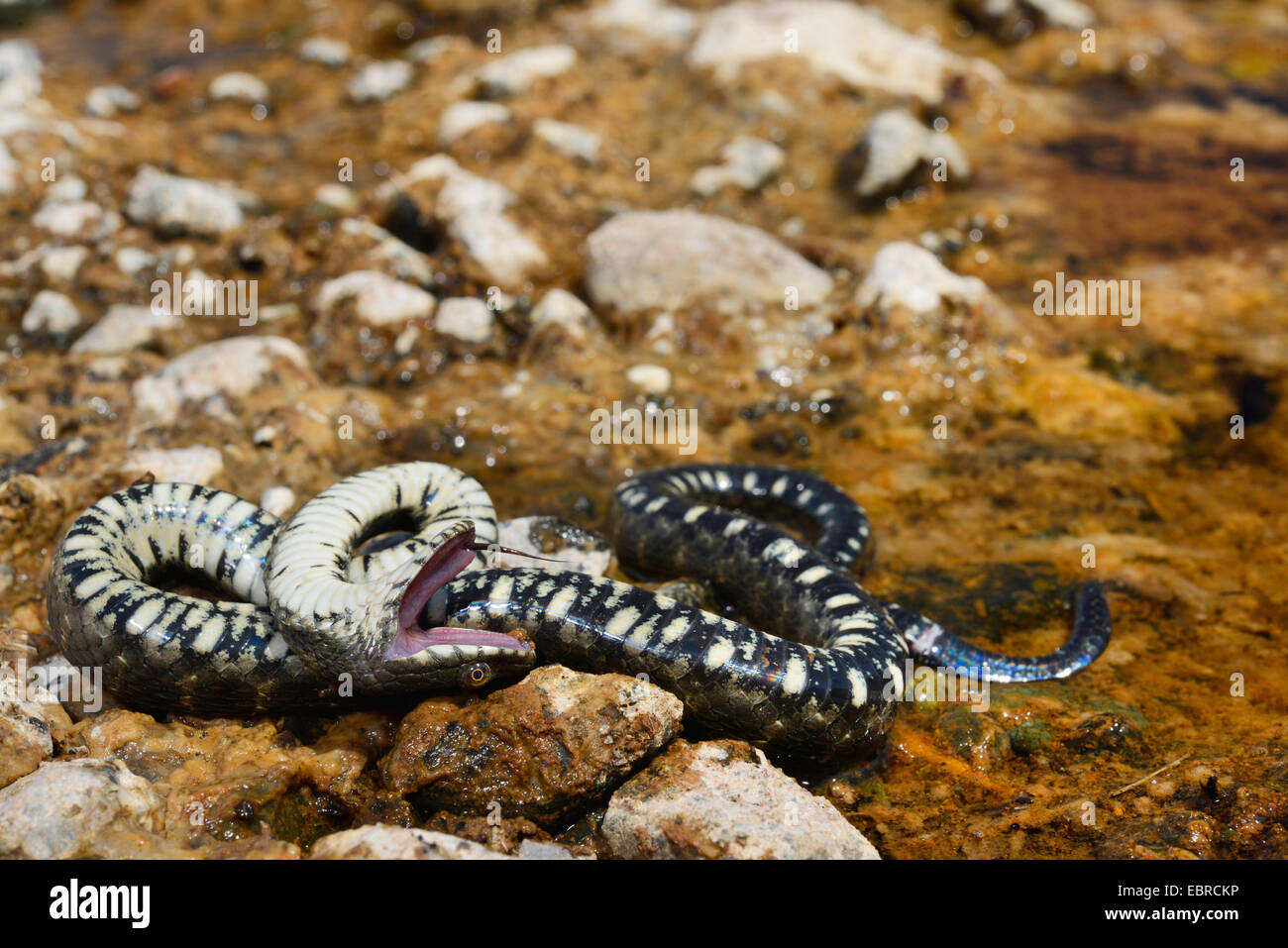 dice snake (Natrix tessellata), defence posture of a dice snake, Turkey ...