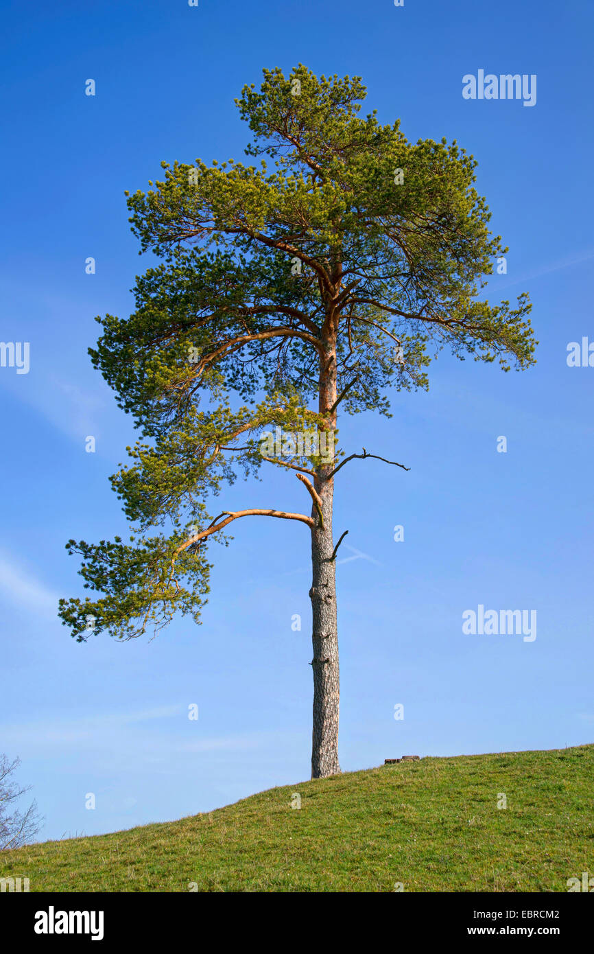 Scotch pine, Scots pine (Pinus sylvestris), standing free pine on a hill with gleaming blue sky, Germany, Bavaria, Oberbayern-Habach-Bei Murnau Stock Photo