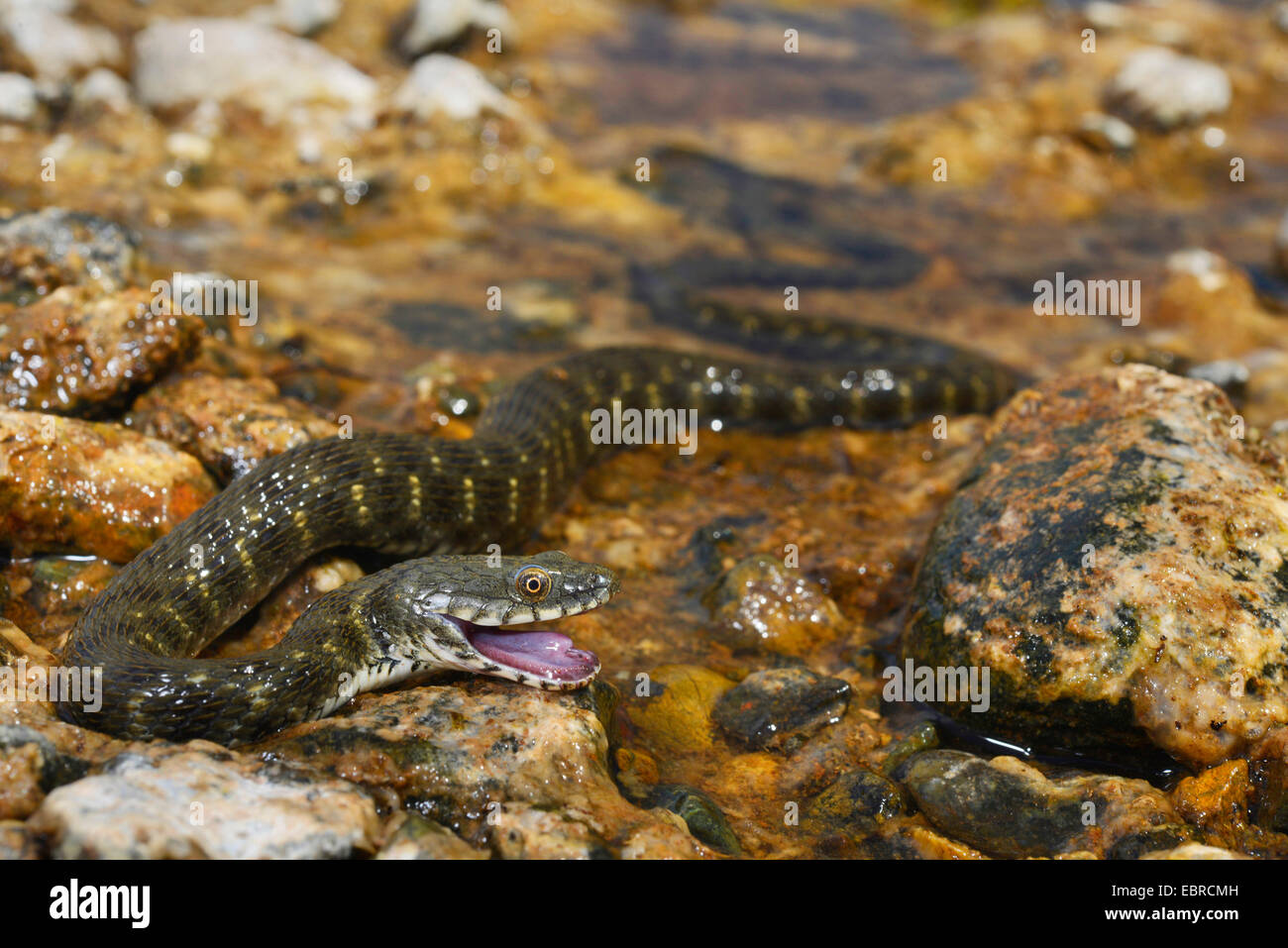 dice snake (Natrix tessellata), defence posture of a dice snake, Turkey ...