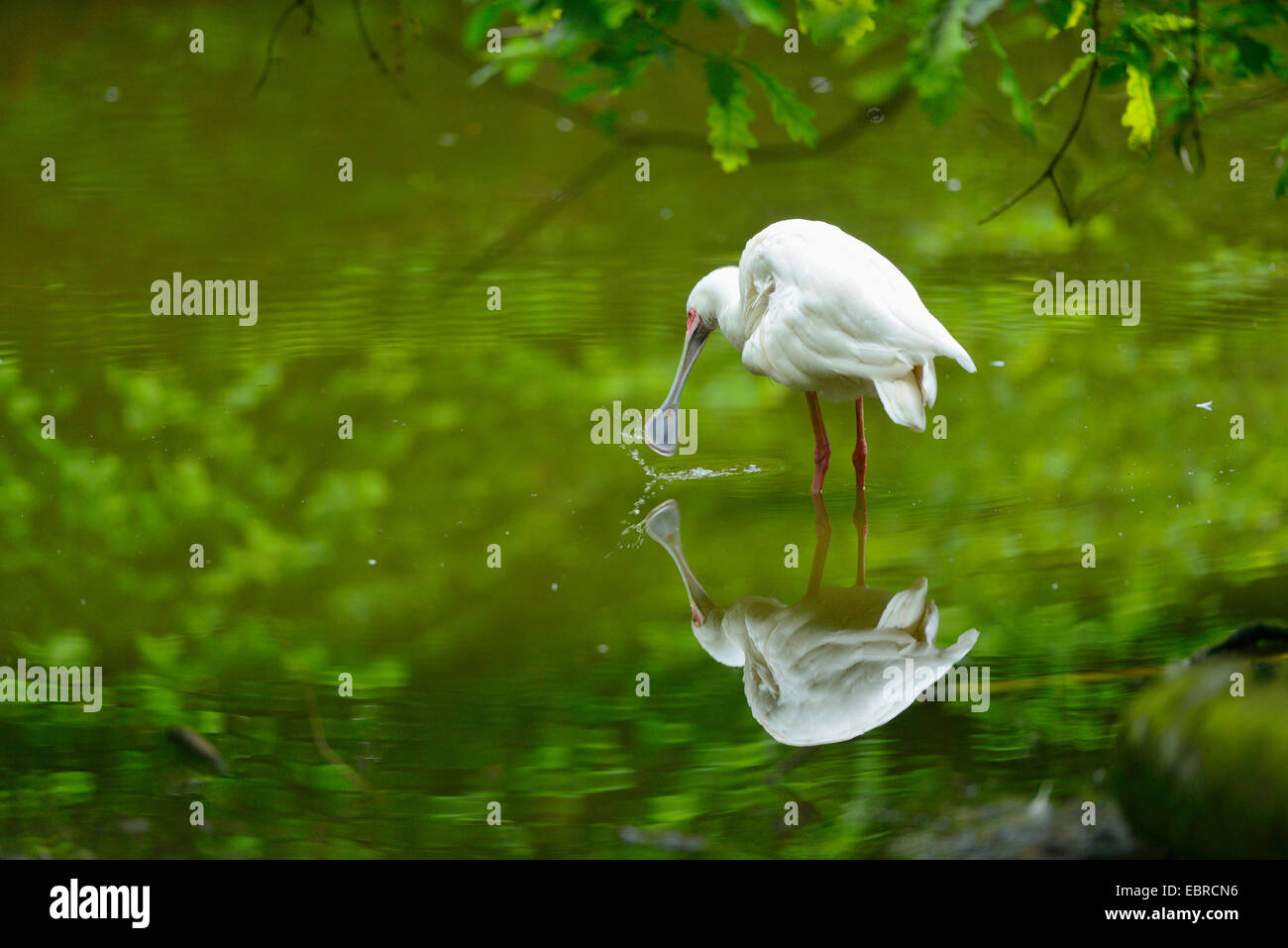 African spoonbill (Platalea alba), in a little pond with mirror image Stock Photo
