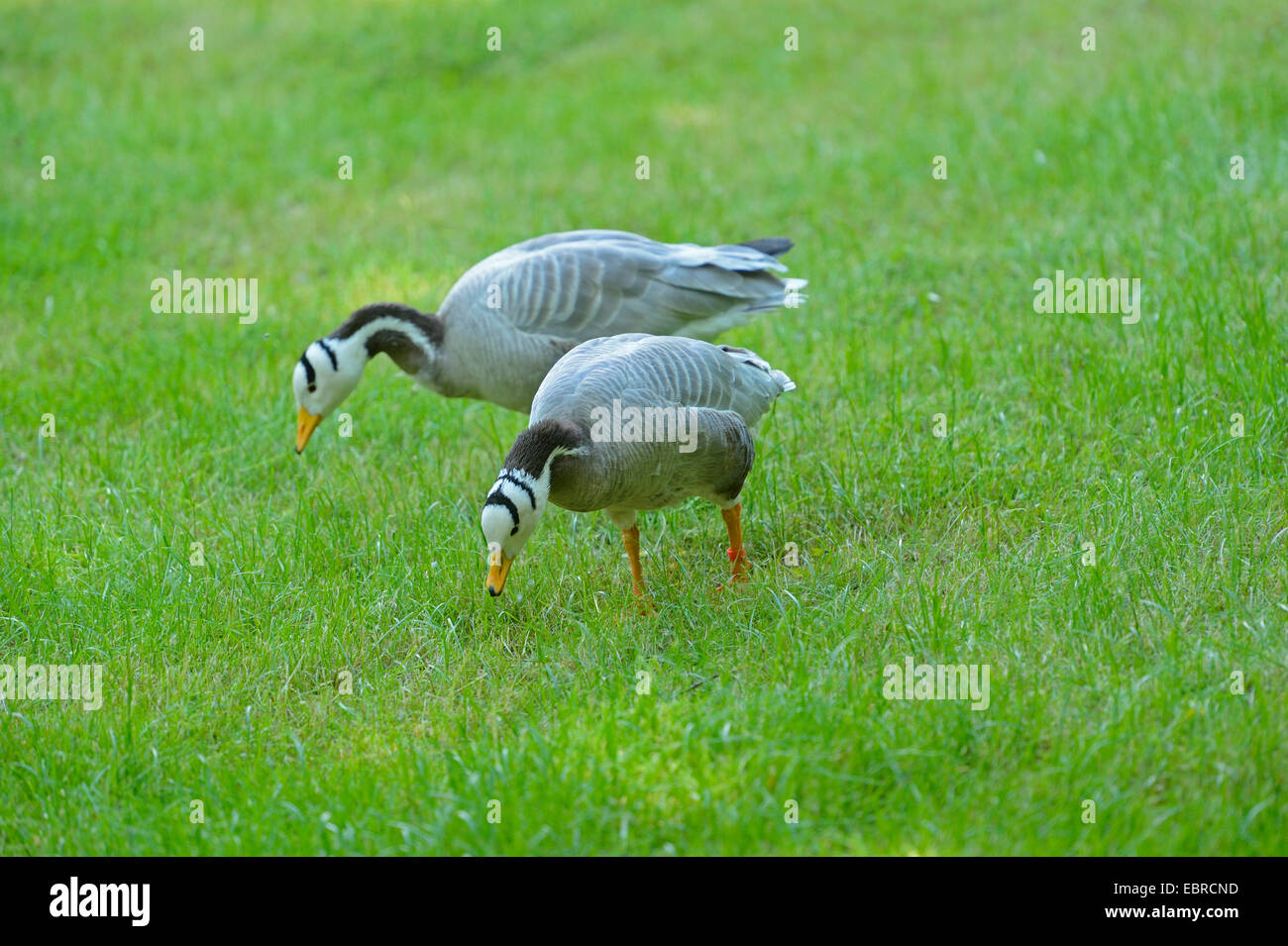 bar-headed goose (Anser indicus), two bar-headed geese on the feed in a meadow Stock Photo