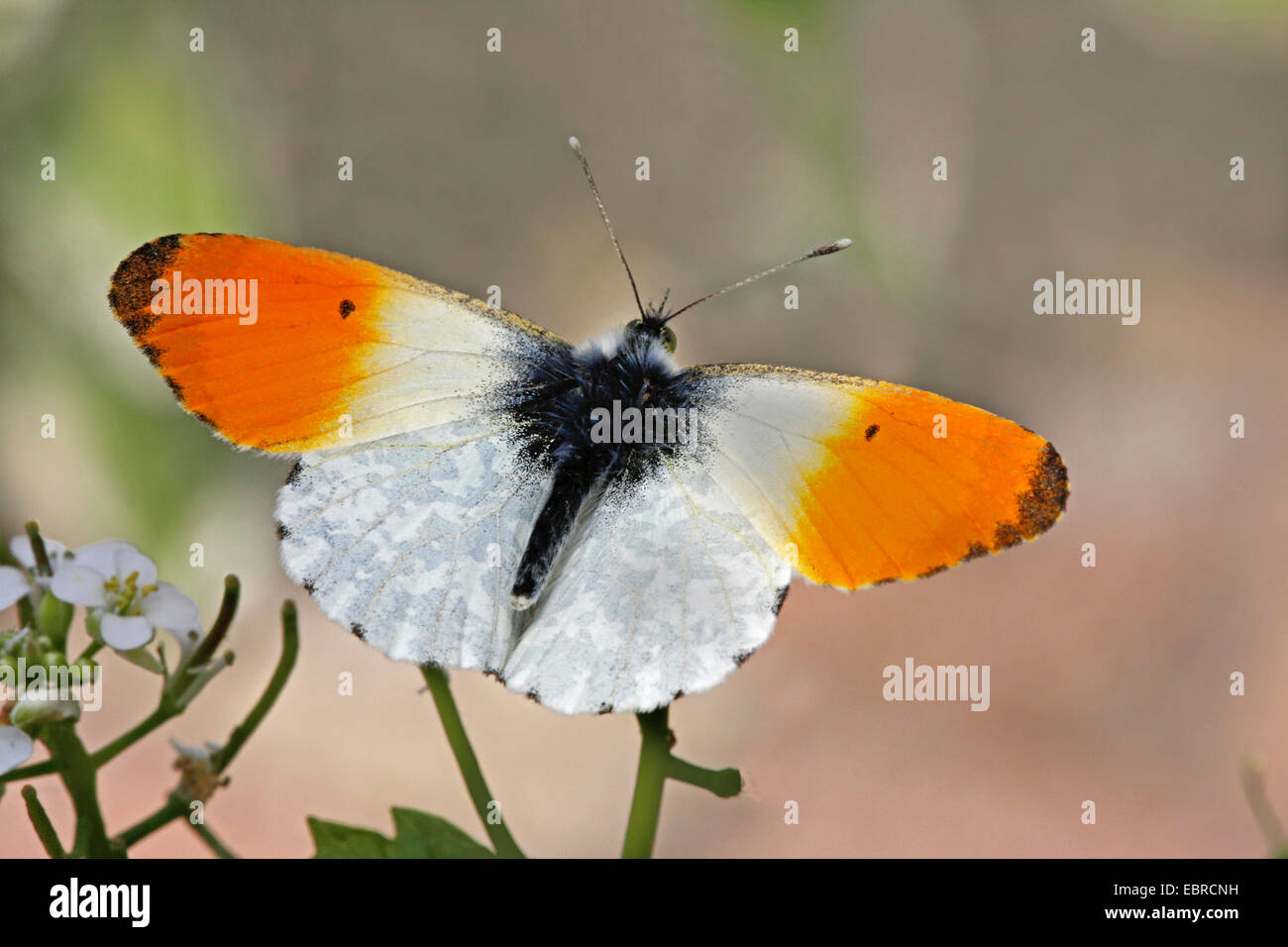 Orange-tip (Anthocharis cardamines), male on cuckoo flower, Germany Stock Photo