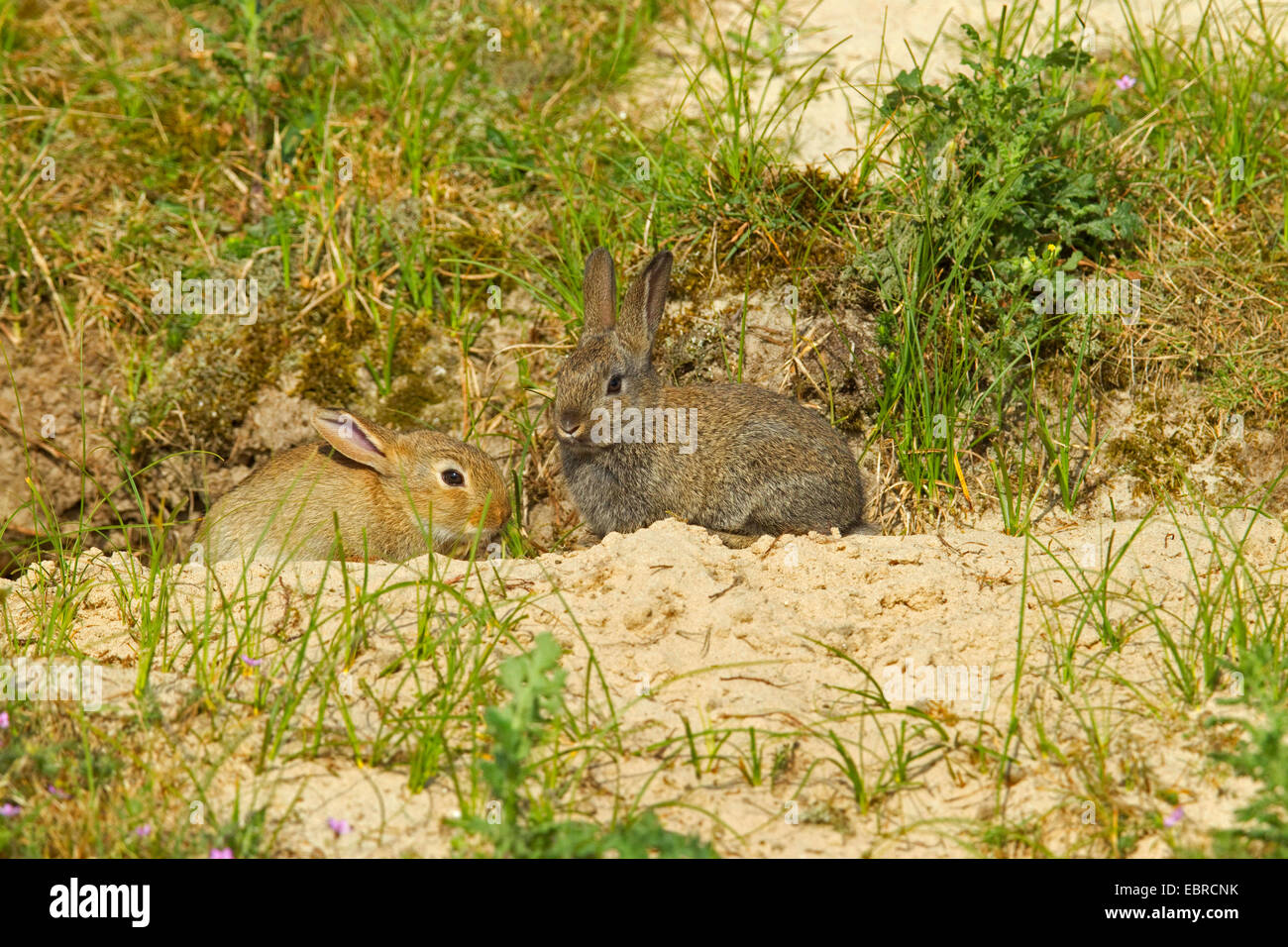 European rabbit (Oryctolagus cuniculus), two rabbits in front of their