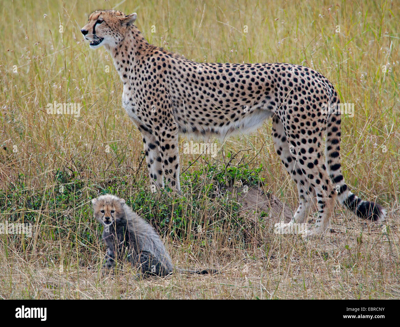 cheetah (Acinonyx jubatus), female with pup in savanna, Kenya, Masai Mara National Park Stock Photo