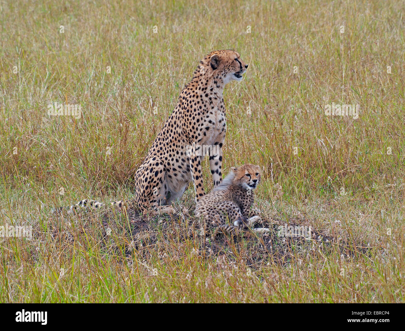 cheetah (Acinonyx jubatus), sitting in grass with its pup, Kenya, Masai Mara National Park Stock Photo