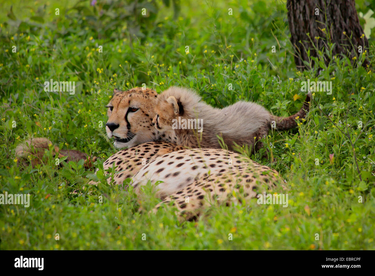 cheetah (Acinonyx jubatus), female with cub in a meadow, Tanzania, Serengeti National Park Stock Photo