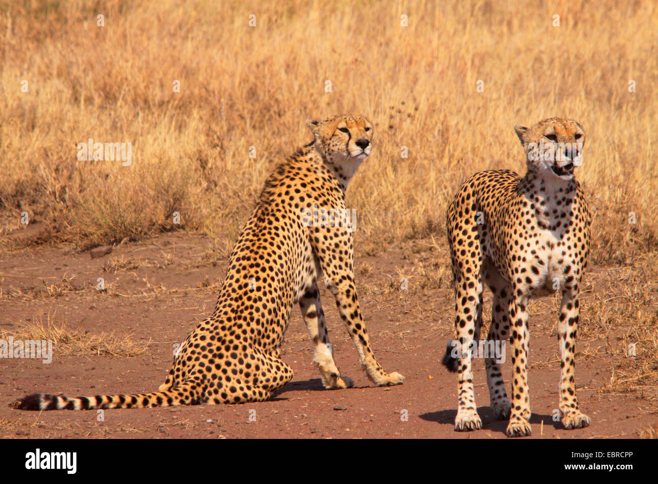 cheetah (Acinonyx jubatus), in the feed, Tanzania, Serengeti National Park Stock Photo