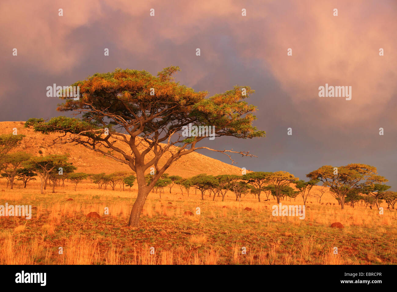 evening mood in African savanna after a thunderstorm, South Africa, Kgaswane Mountain Reserve Stock Photo