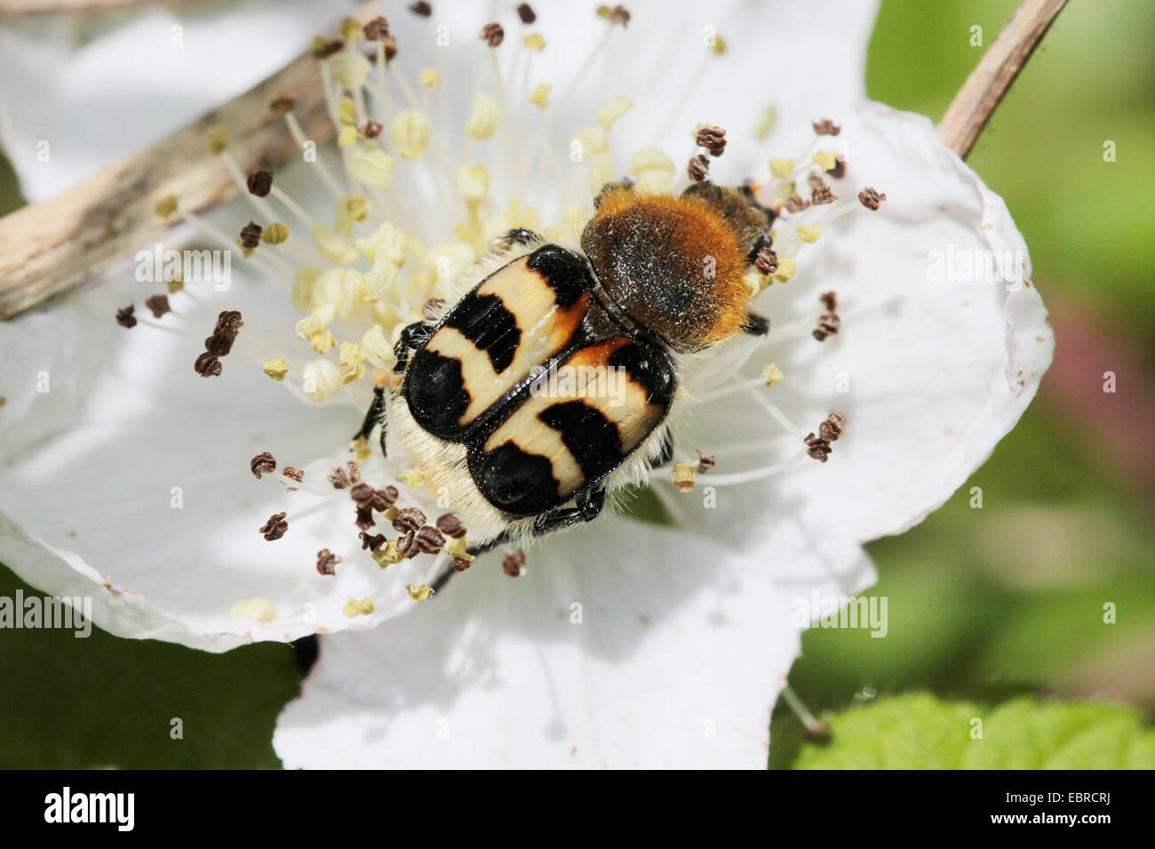 bee chafer, bee beetle (Trichius fasciatus), sitting on a white flower Stock Photo