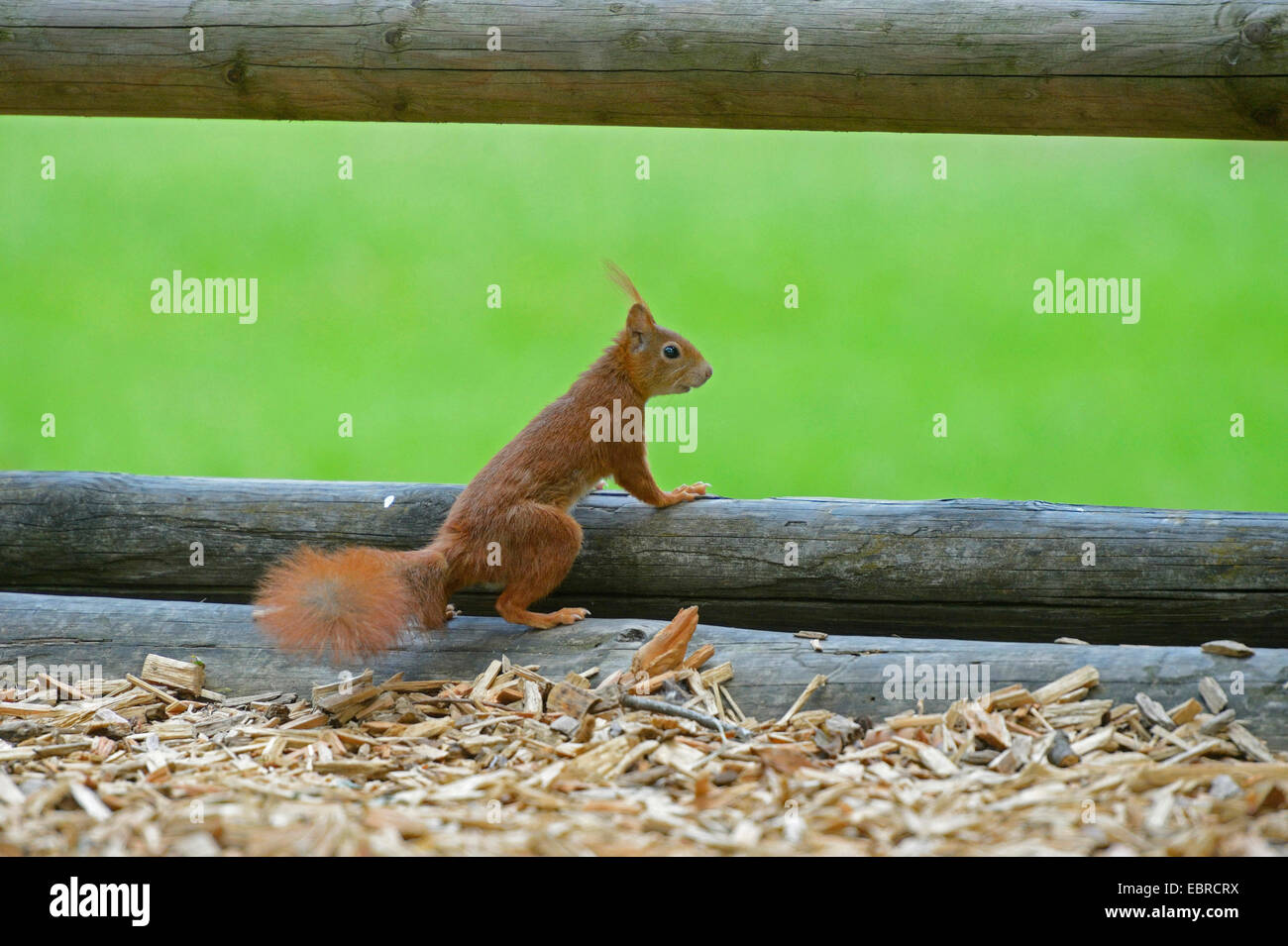 European red squirrel, Eurasian red squirrel (Sciurus vulgaris), sitting at a wooden fence, Germany, Bavaria Stock Photo