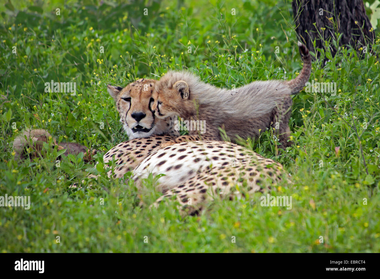 cheetah (Acinonyx jubatus), female with cub in a meadow, Tanzania, Serengeti National Park Stock Photo