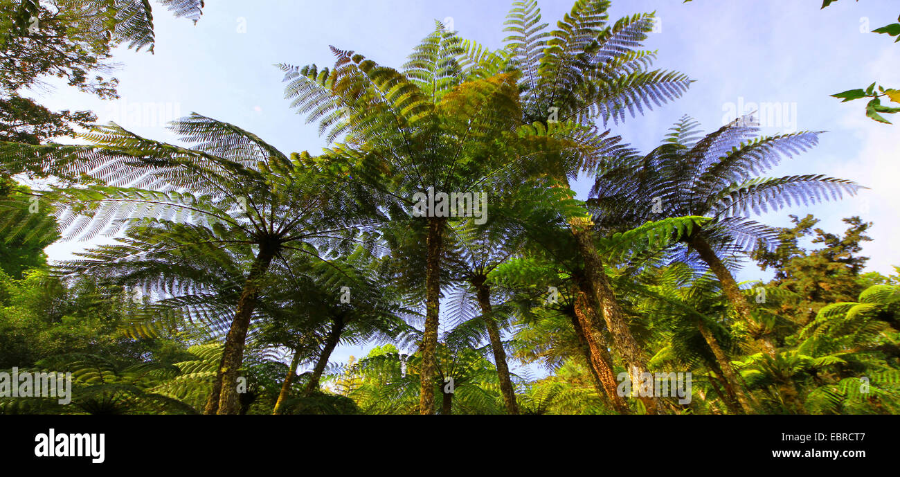 Tree fern (Cyathea spec.), view into the crowns, Indonesia, Bali Stock Photo