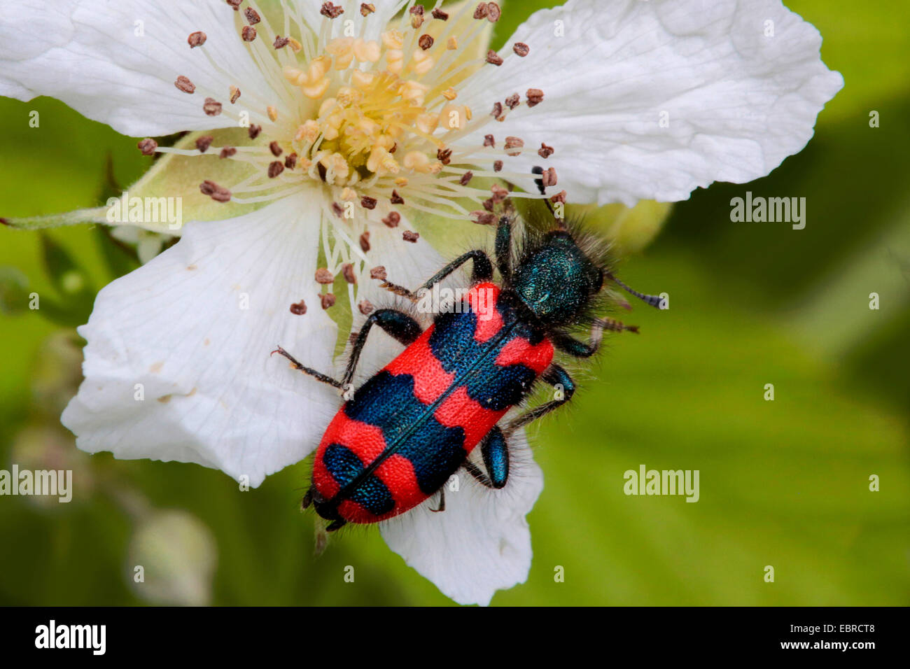 bee beetle, bee wolf (Trichodes apiarius), sitting on a flower, Germany Stock Photo