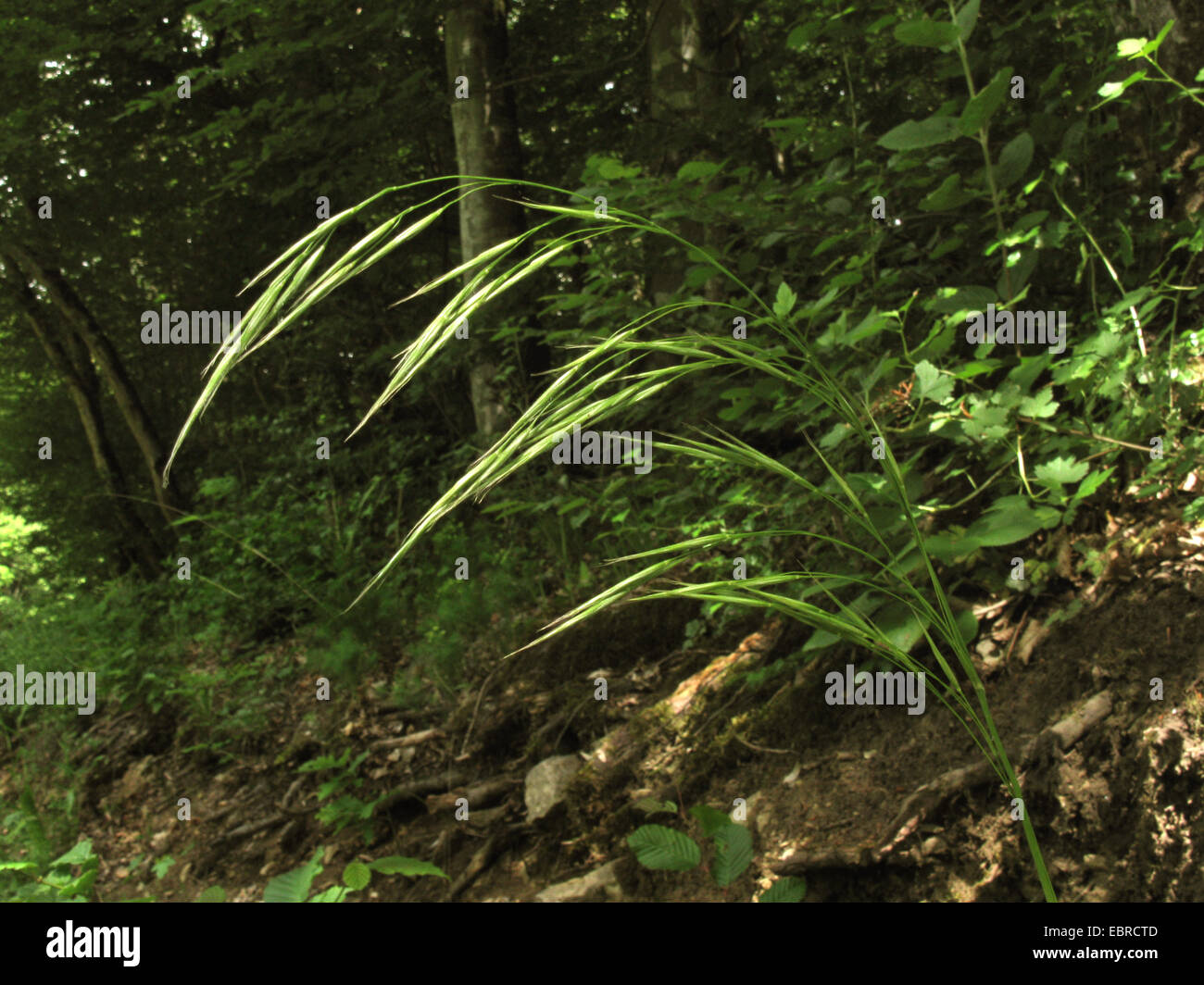 Hairy Brome (Bromus benekenii, Bromus asper), inflorescence, Germany, Rhineland-Palatinate Stock Photo