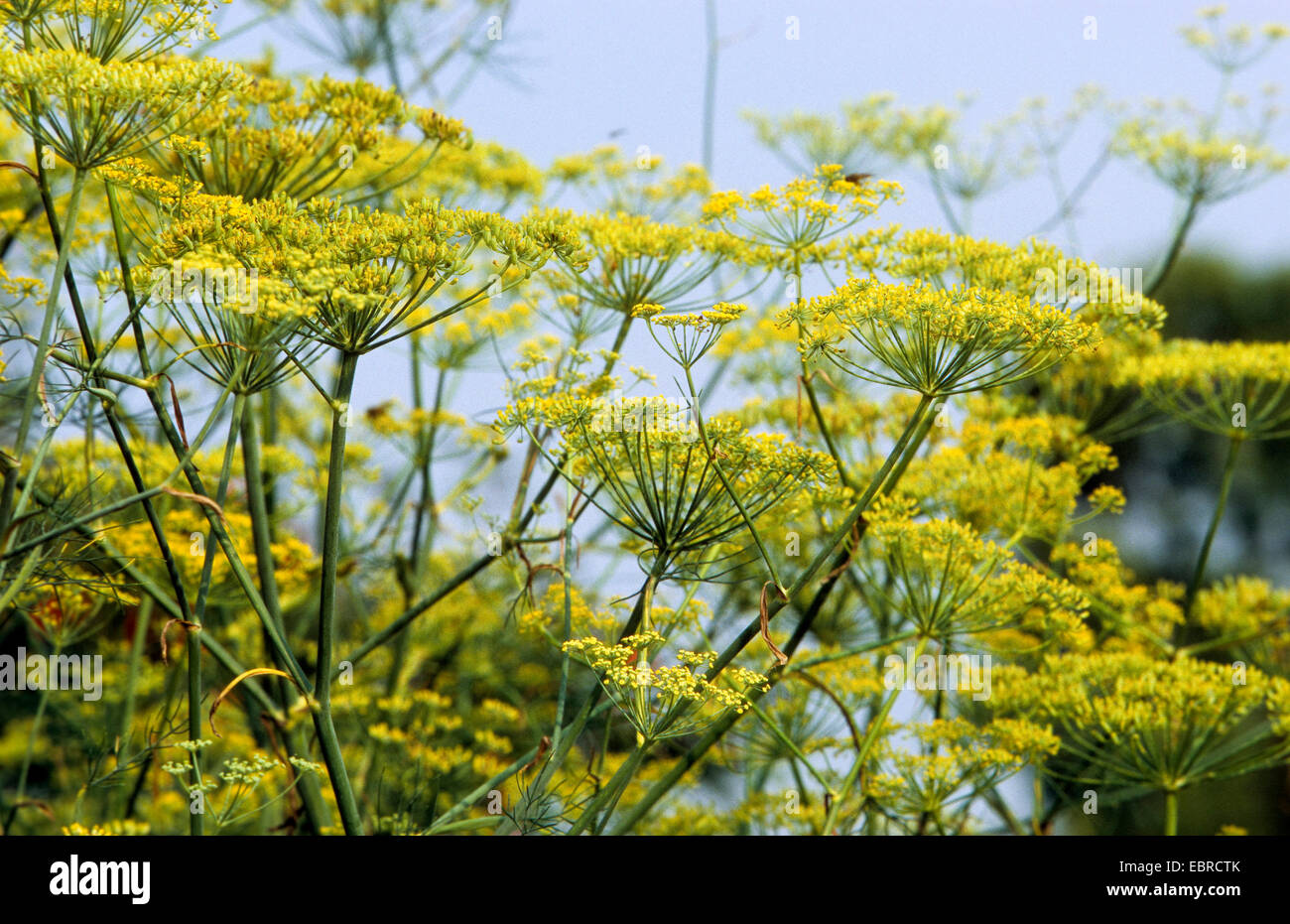 sweet fennel (Foeniculum vulgare, foeniculum), blooming Stock