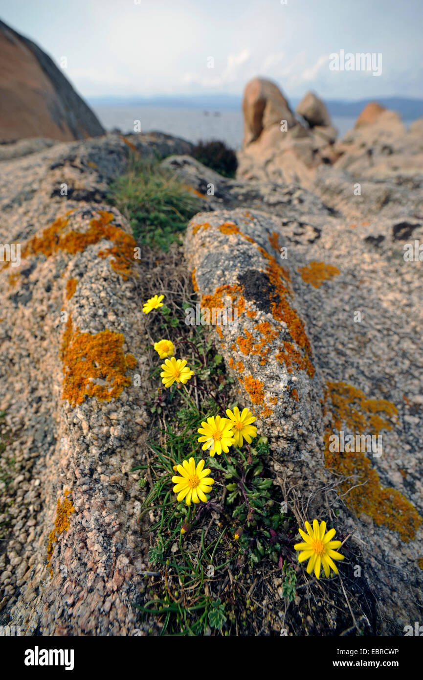 yellow blooming composite on rocky coast, France, Corsica, Portigliolo , BelvÚdÞre-Campomoro Stock Photo