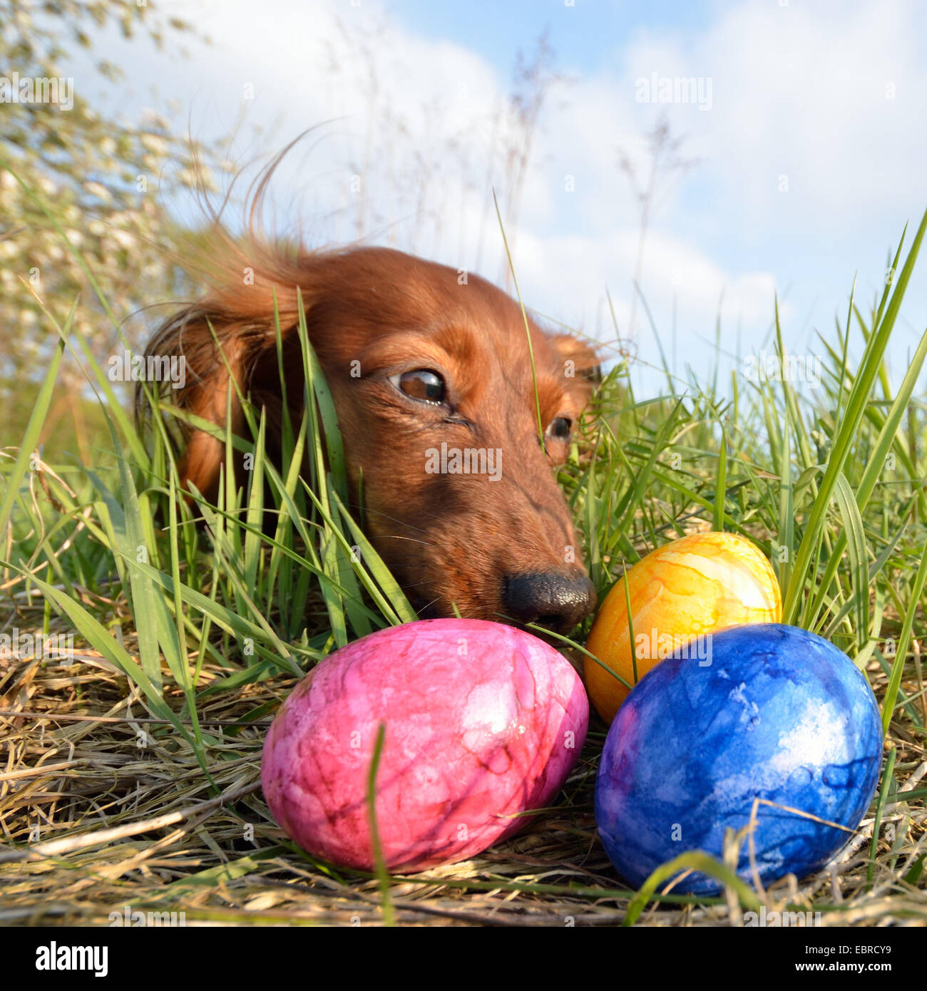 Long-haired Dachshund, Long-haired sausage dog, domestic dog (Canis lupus f. familiaris), she-dog finding three coloured easter eggs, Germany, North Rhine-Westphalia, Ruhr Area, Castrop-Rauxel Stock Photo