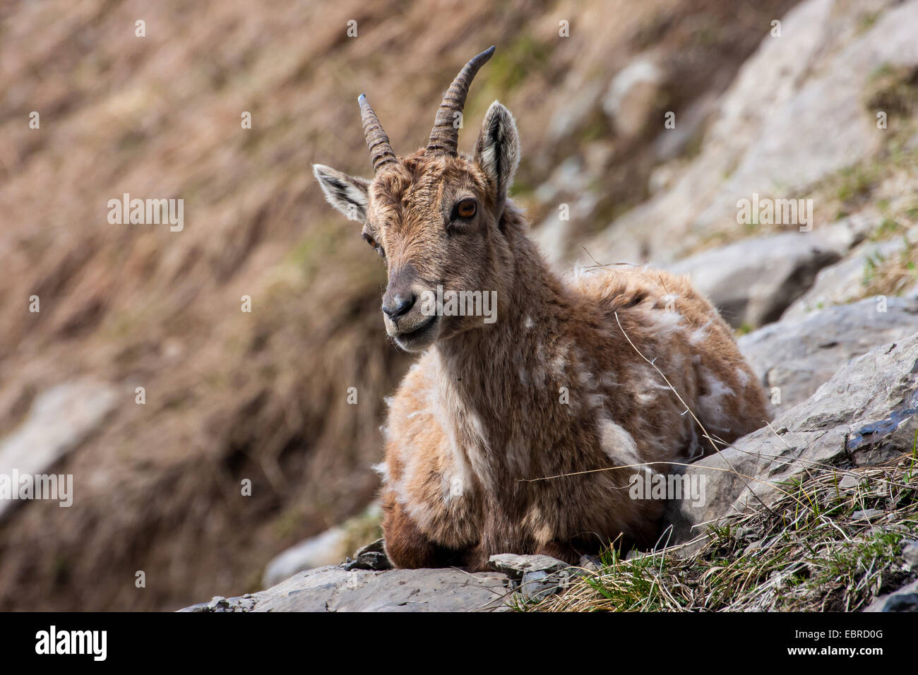 Female ibex hi-res stock photography and images - Alamy