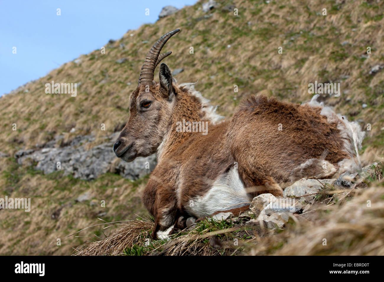 Alpine ibex (Capra ibex, Capra ibex ibex), female rests at a slop looking into the valley, change of fur, Switzerland, Toggenburg, Chaeserrugg Stock Photo