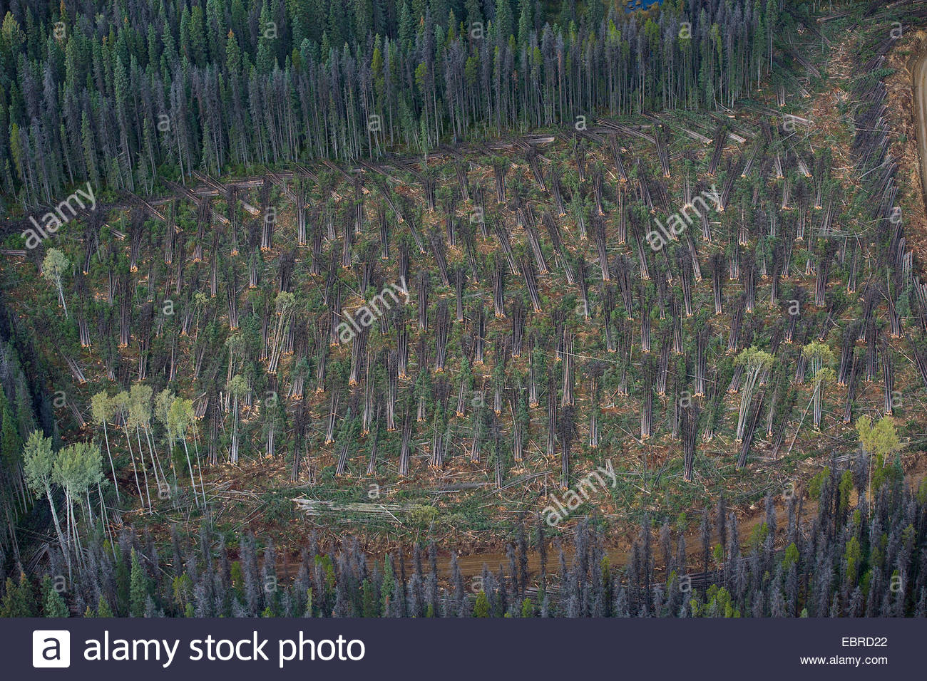 Aerial view of clear-cut deforestation Stock Photo