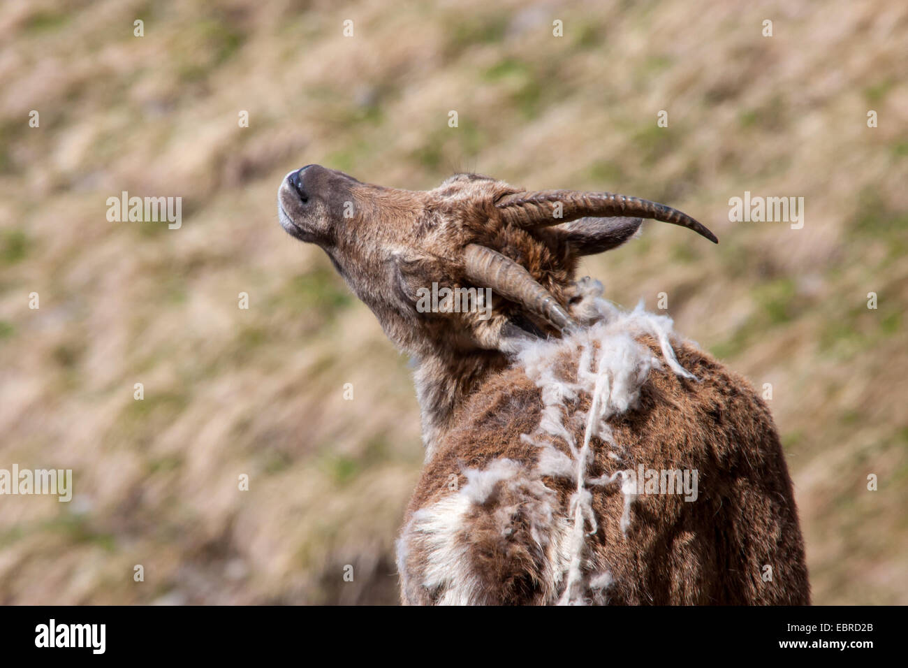 Alpine ibex (Capra ibex, Capra ibex ibex), female scratches itself with its horn, change of fur, Switzerland, Toggenburg, Chaeserrugg Stock Photo