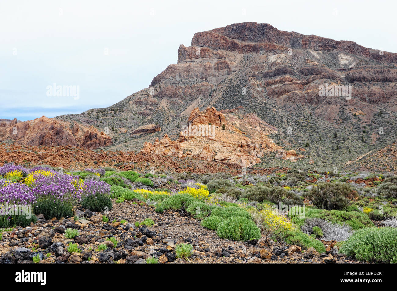 El Teide national park at Tenerife (Spain). Typical volcanic landscape and vegetation. Stock Photo