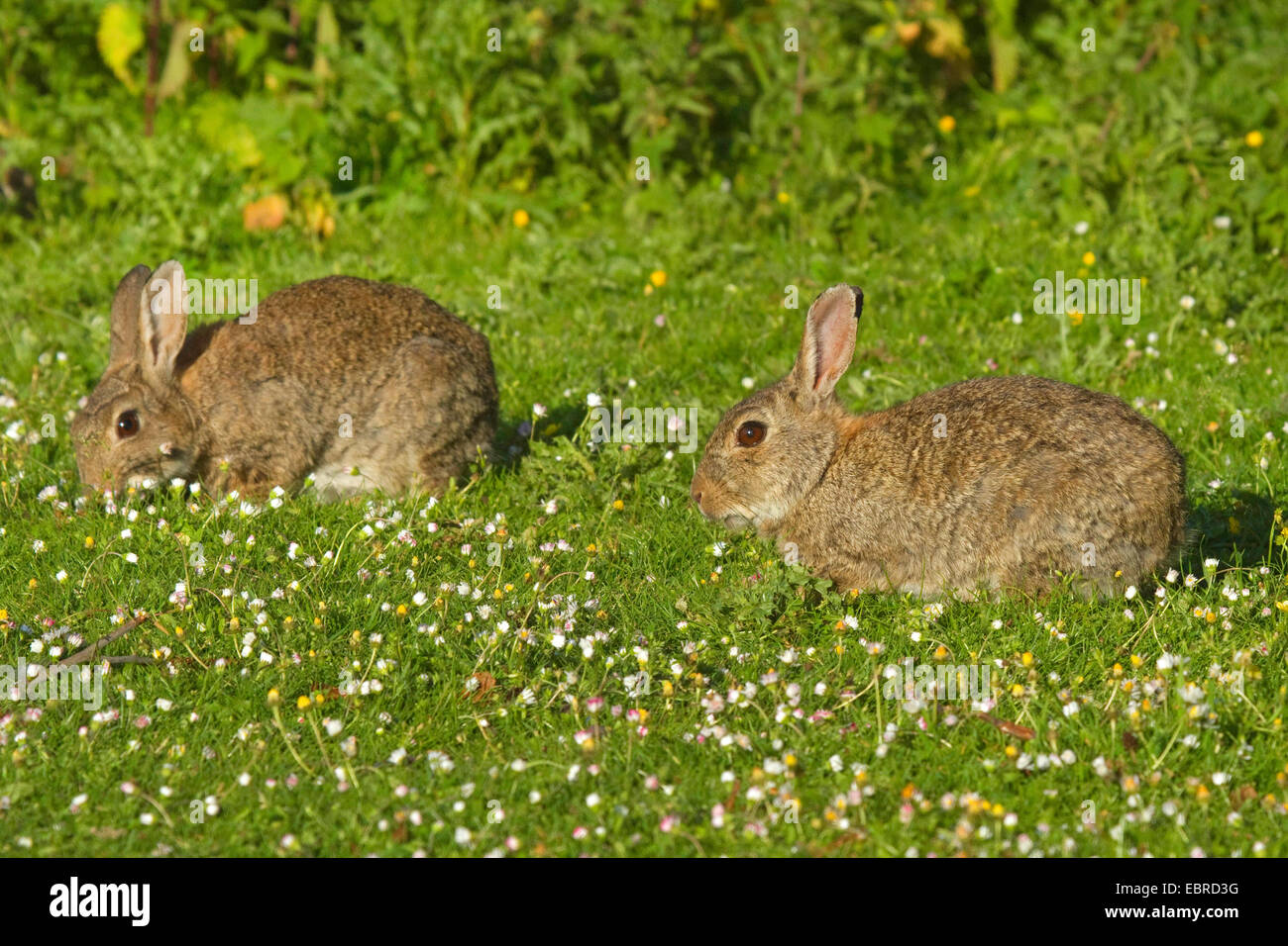 Wild rabbits hires stock photography and images Alamy