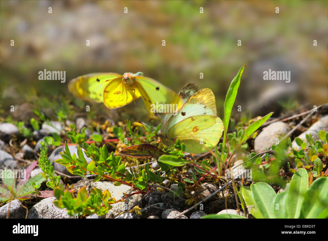Pale Clouded Yellow (Colias hyale), mating, Germany Stock Photo