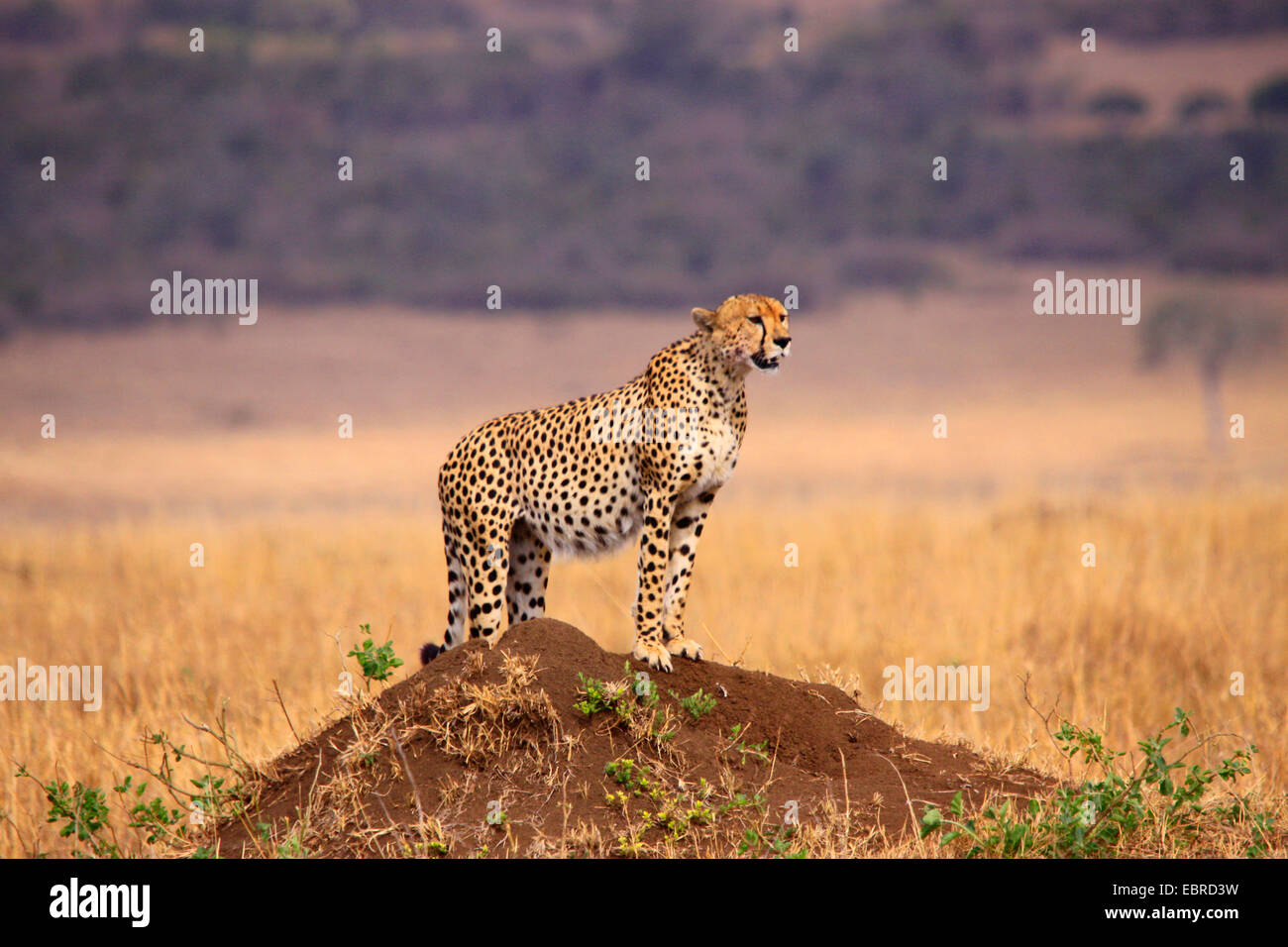 cheetah (Acinonyx jubatus), on a mound looking around, Tanzania, Serengeti National Park Stock Photo