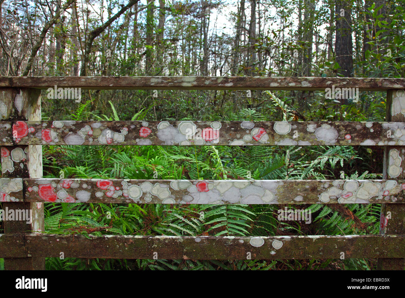 Florida lichens hi-res stock photography and images - Alamy