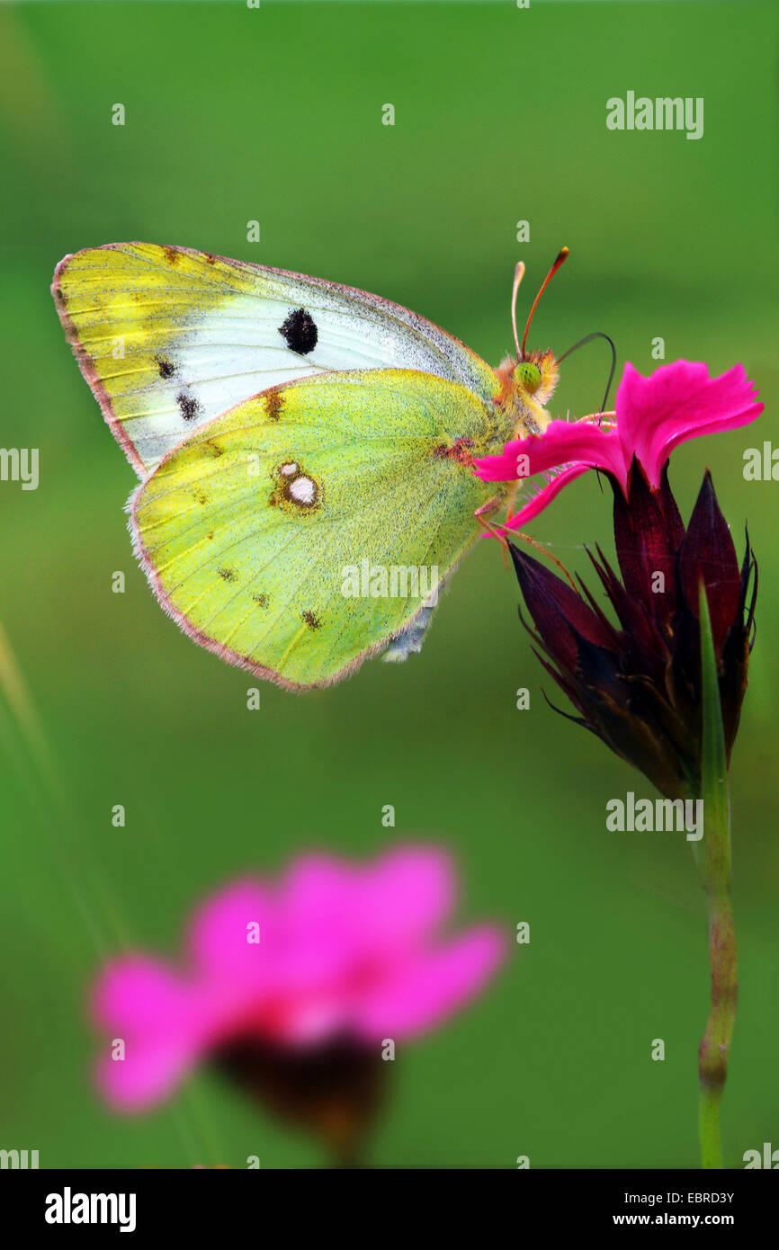 Pale Clouded Yellow (Colias hyale), sitting on a pink, Germany Stock Photo