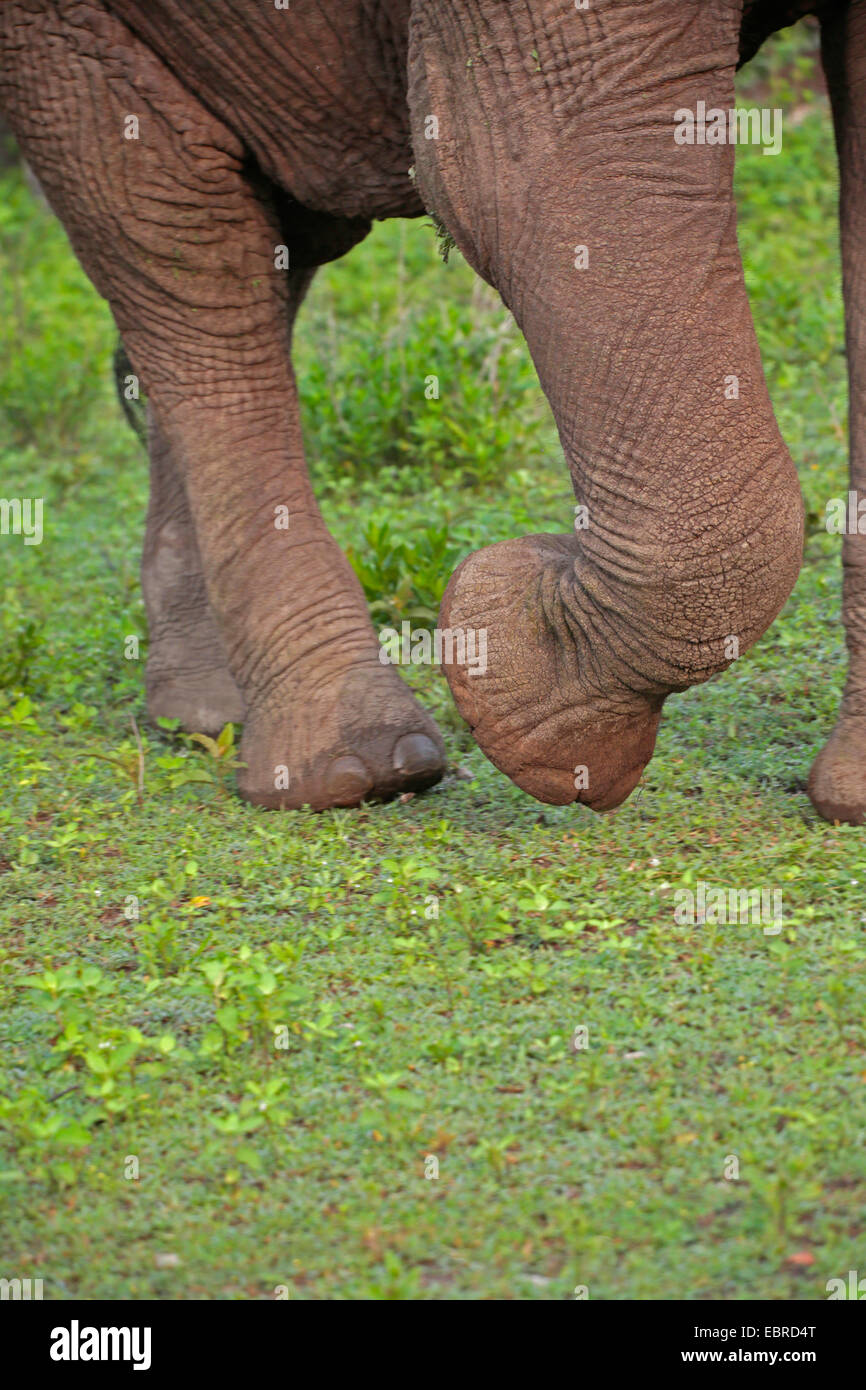 African elephant (Loxodonta africana), feet of an elephant, Tanzania