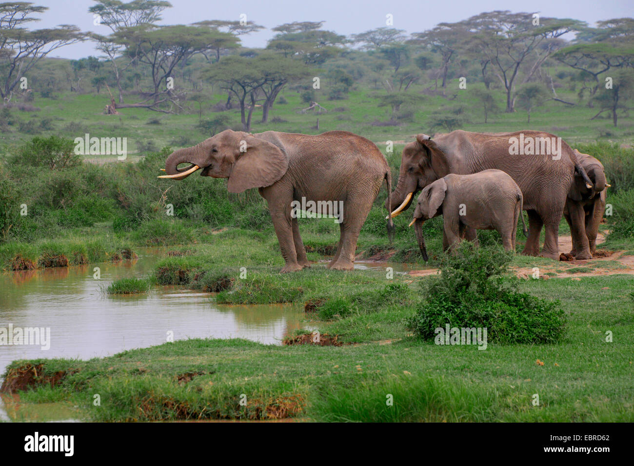 African elephant (Loxodonta africana), group drinking at the waterhole, Tanzania, Serengeti National Park Stock Photo