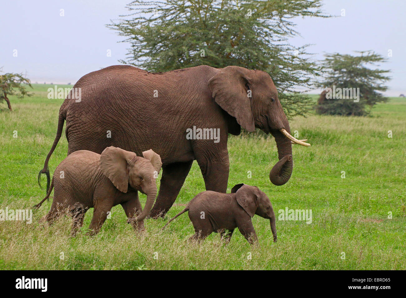 African elephant (Loxodonta africana), cow elephant with two calves , Tanzania, Serengeti National Park Stock Photo