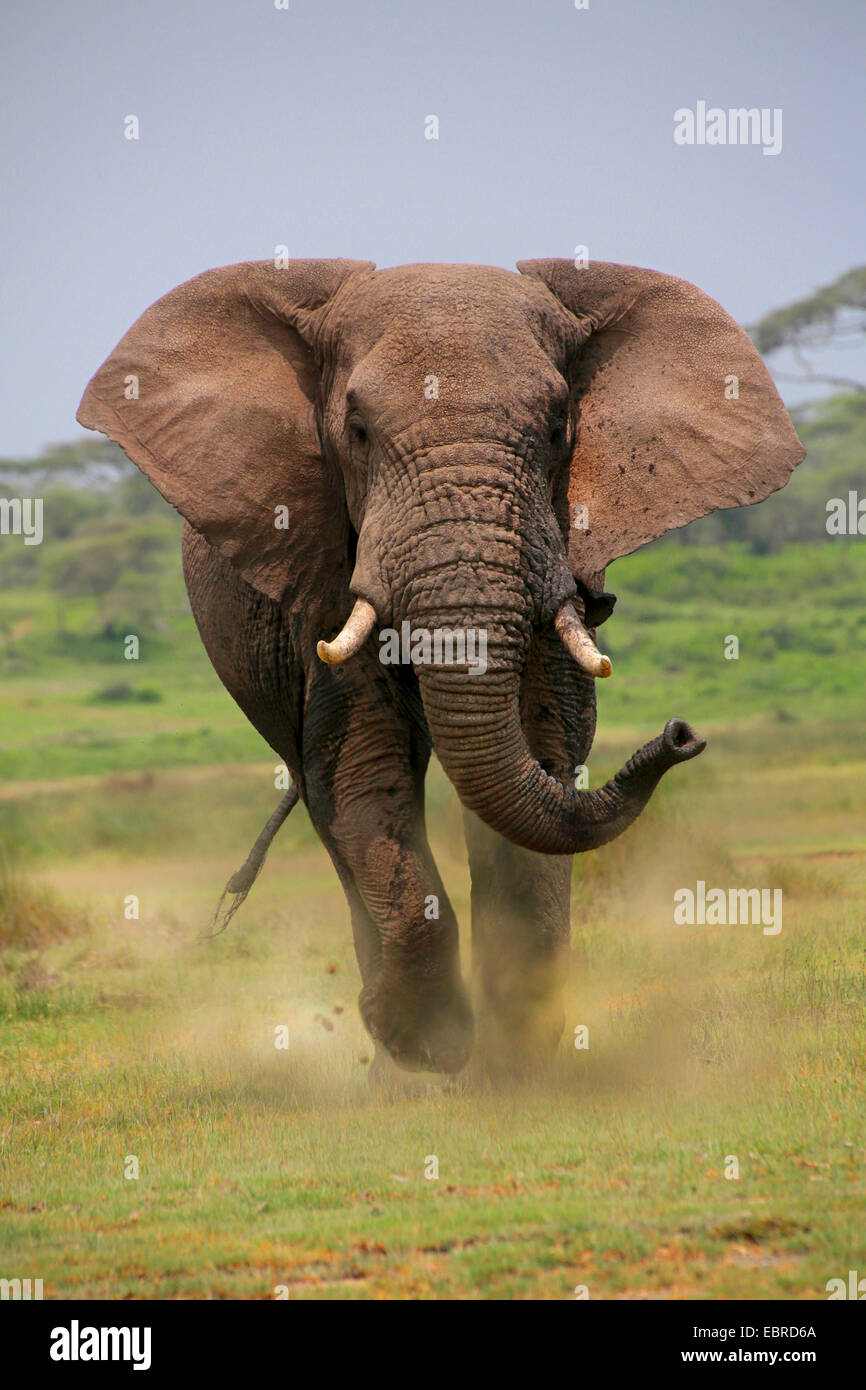 African elephant (Loxodonta africana), bull elephant attacking, Tanzania, Serengeti National Park Stock Photo