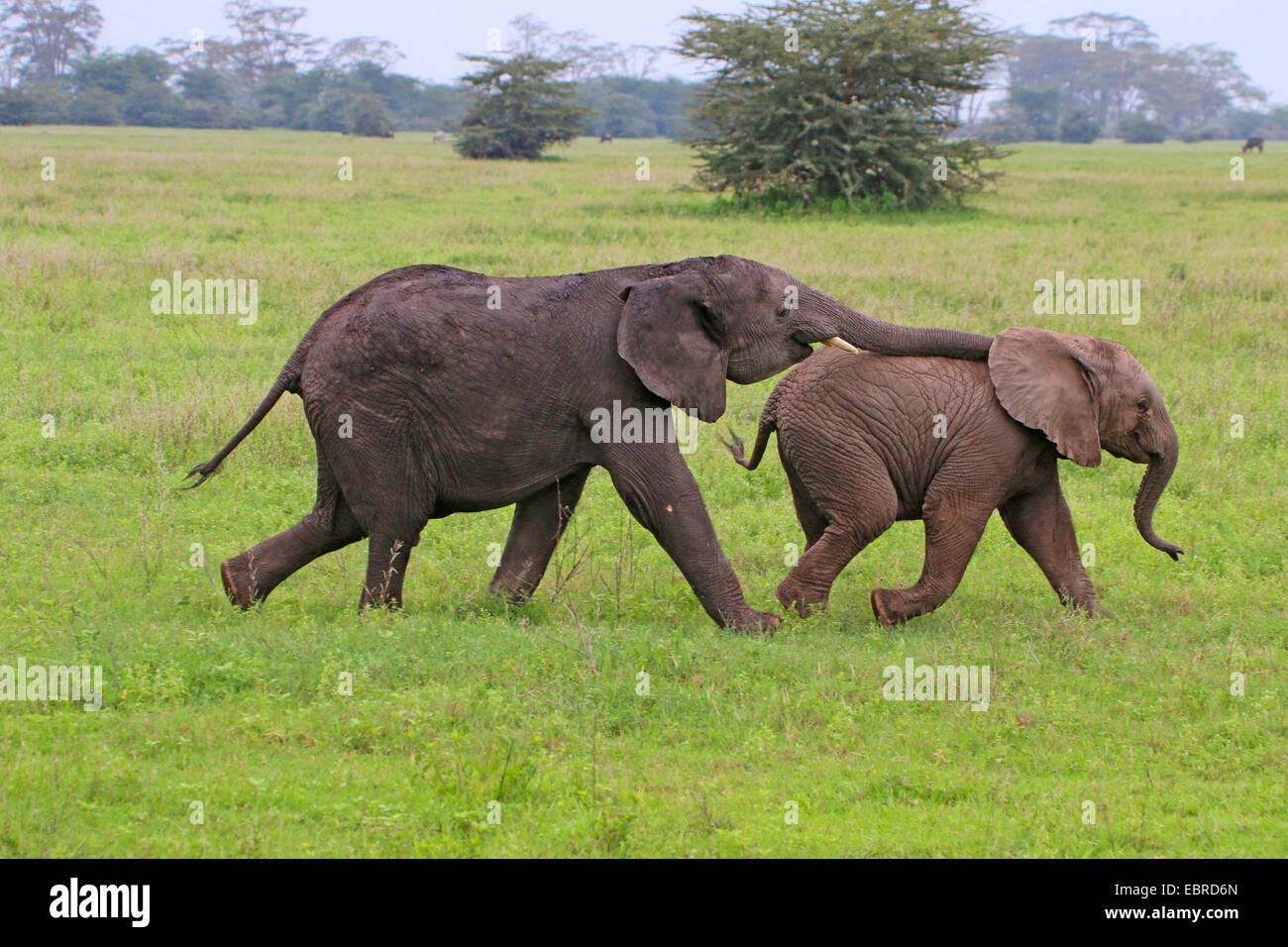African elephant (Loxodonta africana), two playing infants, Tanzania, Serengeti National Park Stock Photo
