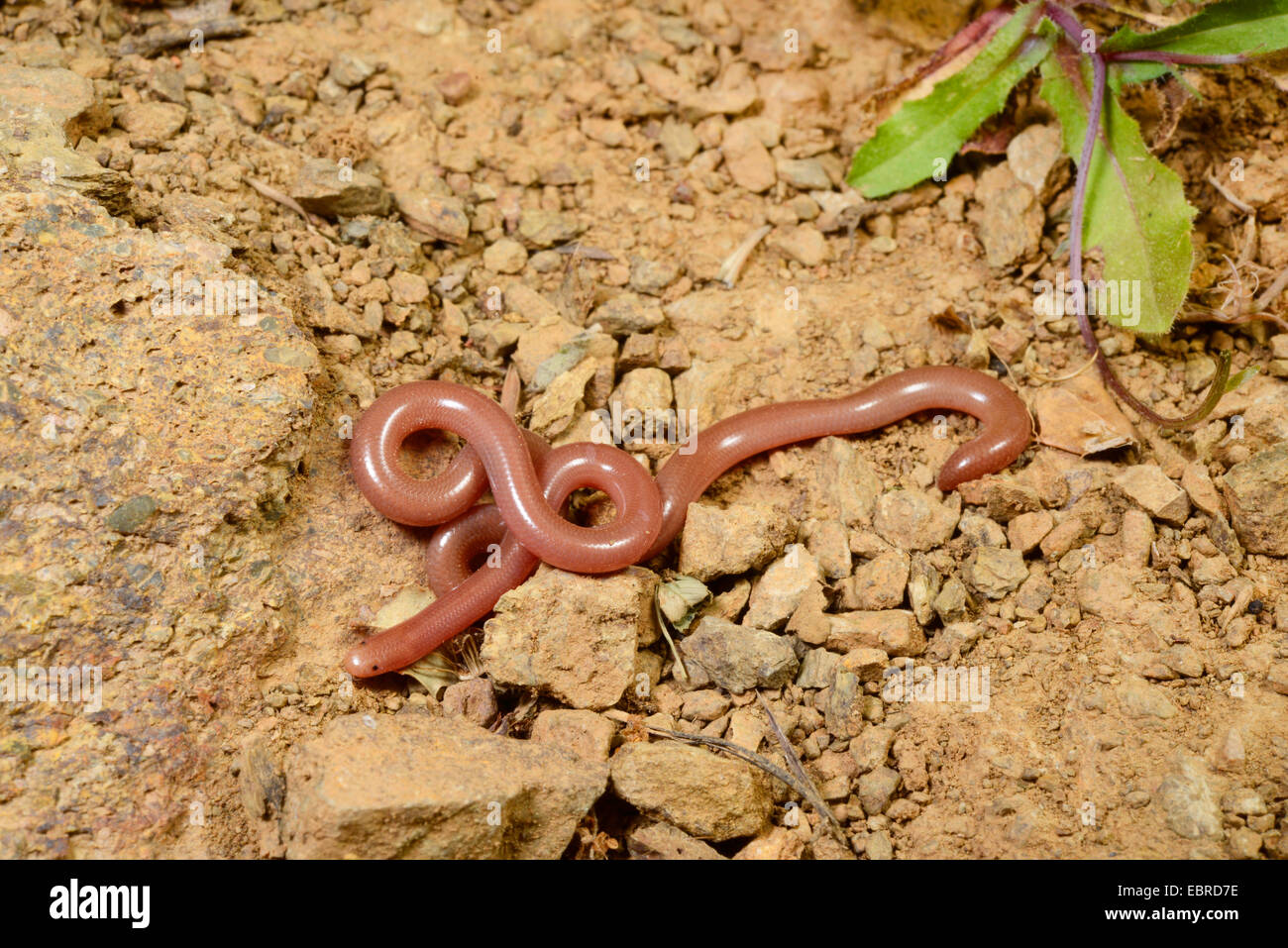 European blind snake, Greek blind snake, worm snake (Typhlops vermicularis), on stony ground
