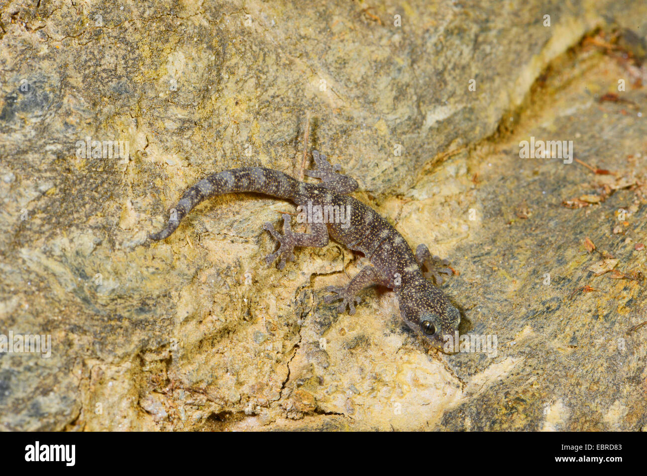 European leaf-toed gecko (Phyllodactylus europaeus), at a wall, France, Corsica Stock Photo