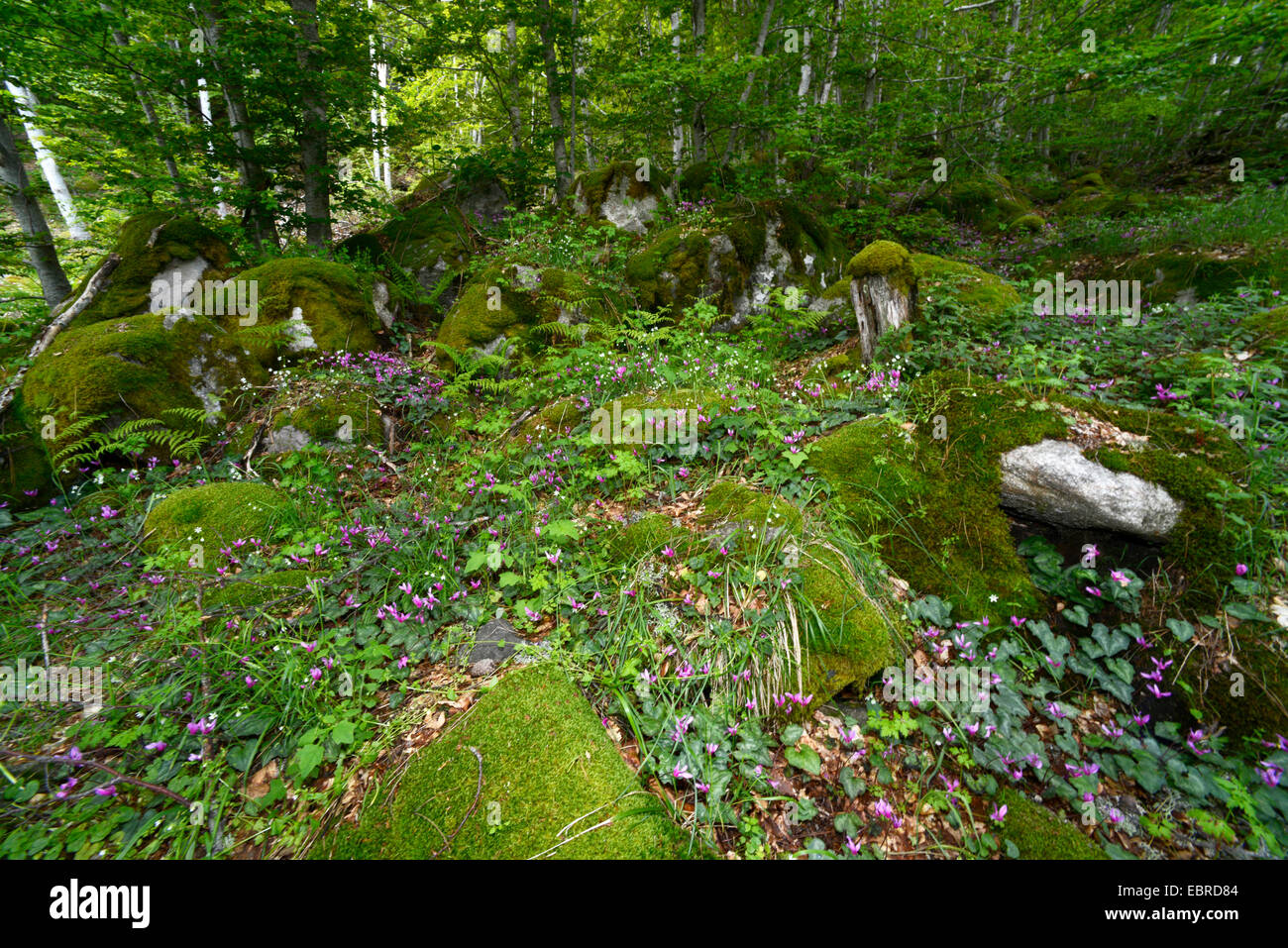 mosses and cyclamen on the forestground, France, Corsica, Monte d�Oro Stock Photo