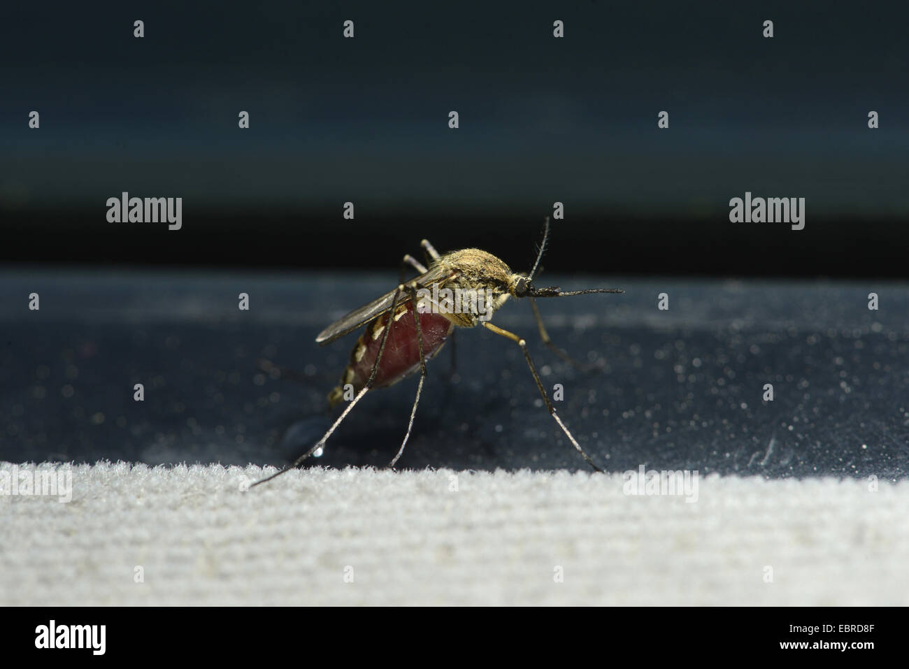 mosquitoes, gnats (Culicidae), mosquito sucked with blood, Bulgaria