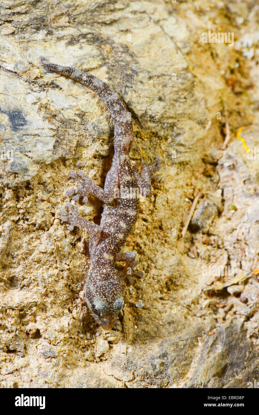 European leaf-toed gecko (Phyllodactylus europaeus), upside down at a wall, France, Corsica Stock Photo