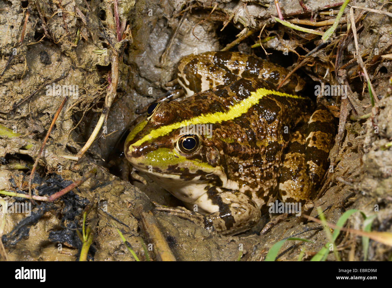 Frog in a well hi-res stock photography and images - Alamy