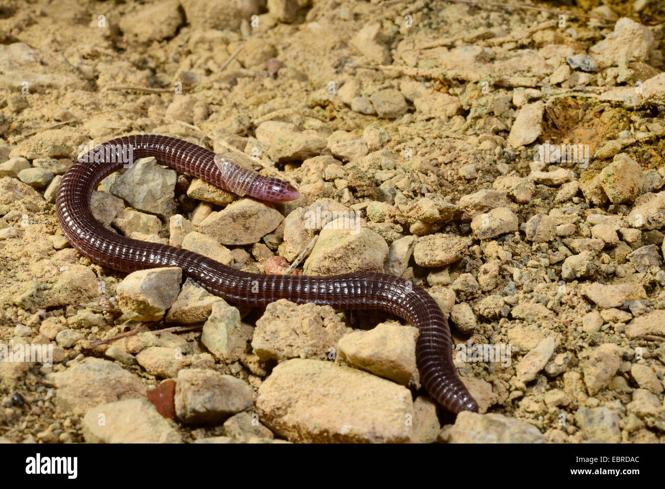 Turkish Worm Lizard, Anatolian Worm Lizard (Blanus strauchi), skinning