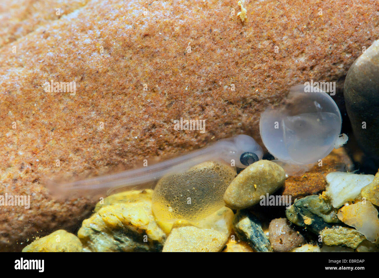 Danube salmon, huchen (Hucho hucho), yolk sca larva with egg shell on pebbles, Germany Stock Photo
