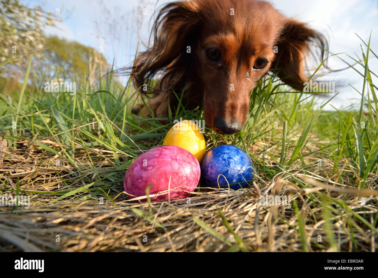 Long-haired Dachshund, Long-haired sausage dog, domestic dog (Canis lupus f. familiaris), she-dog finding three coloured easter eggs and is astonished, Germany, North Rhine-Westphalia, Ruhr Area, Castrop-Rauxel Stock Photo
