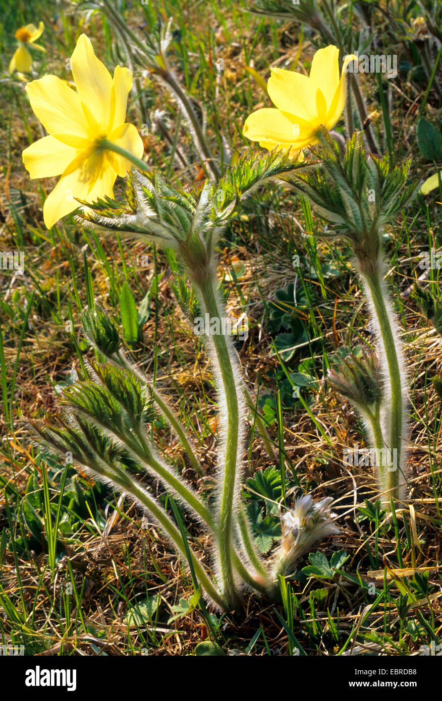 Alpine anemone (Pulsatilla alpina ssp. apiifolia, Pulsatilla apiifolia), blooming, Italy, South Tyrol, Dolomiten Stock Photo