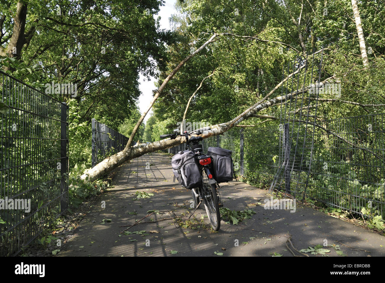 birch (Betula spec.), fallen birch blocked the bike way after storm front Ela, Germany, North Rhine-Westphalia, Ruhr Area, Witten Stock Photo