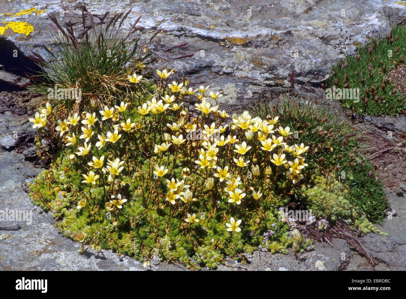 Mossy Saxifrage (Saxifraga bryoides), blloming on a rock, Italy, South Tyrol, Dolomiten Stock Photo