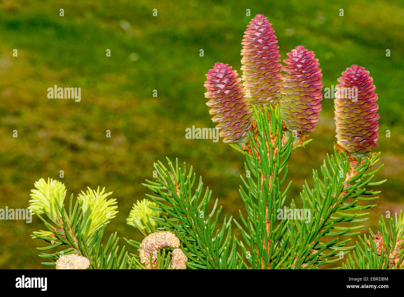 Norway spruce (Picea abies), branch with young cones, Germany, North Rhine-Westphalia, Hochsauerland Stock Photo