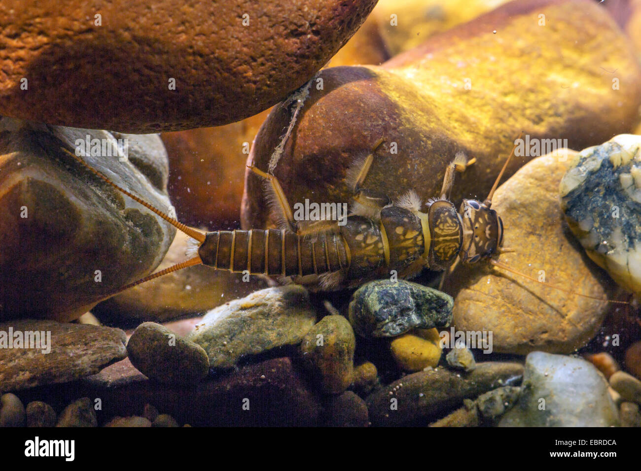 perlid stonefly (Dinocras cephalotes), larva on a  pebble under water, Germany, Bavaria, Prien Stock Photo